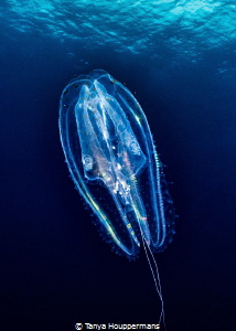 Light Show
A comb jelly floats by during a safety stop a... by Tanya Houppermans 